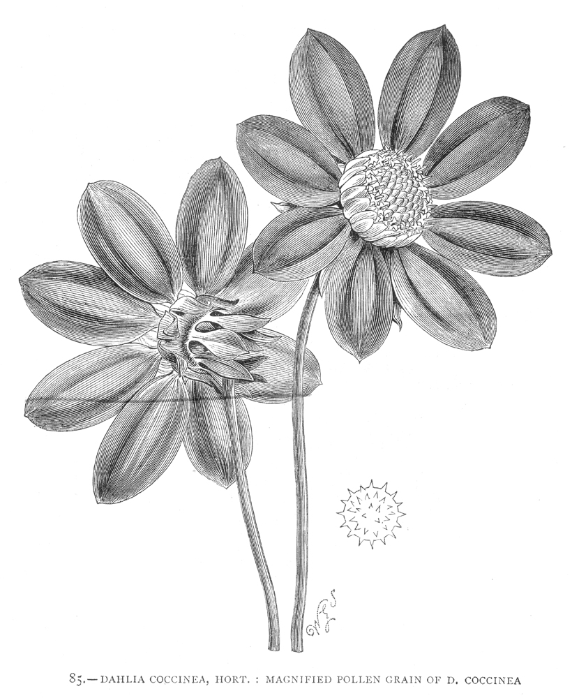 Asteraceae Dahlia coccinea