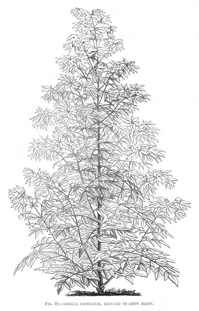 Asteraceae Dahlia imperialis