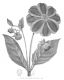 image of Dahlia variabilis