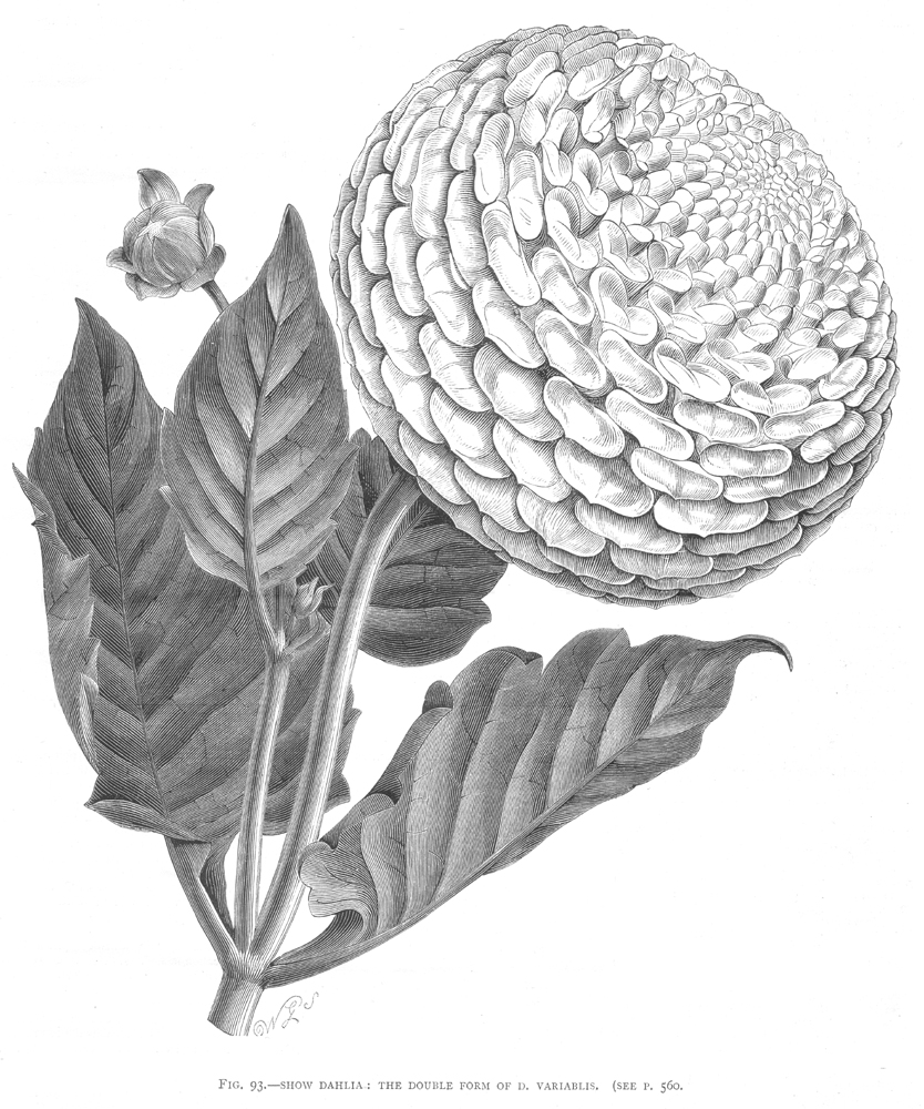 Asteraceae Dahlia variabilis