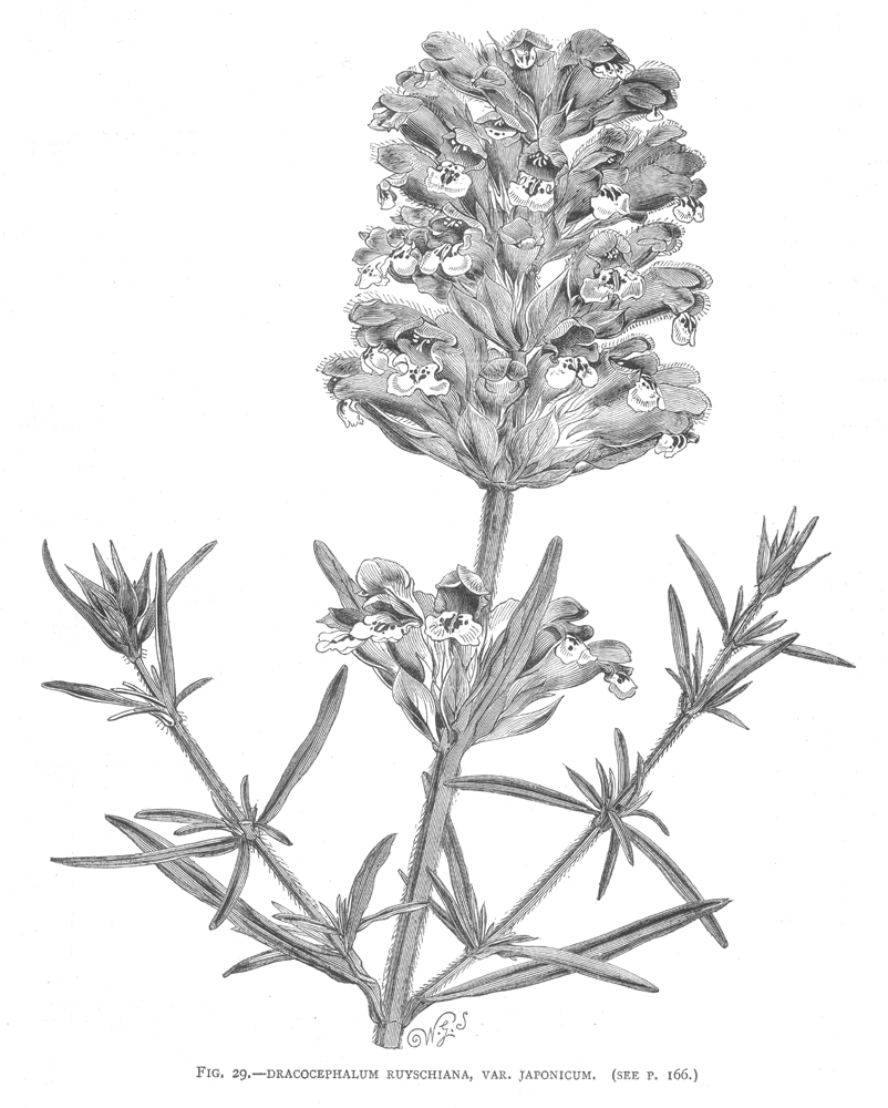 Lamiaceae Dracocephalum argunense