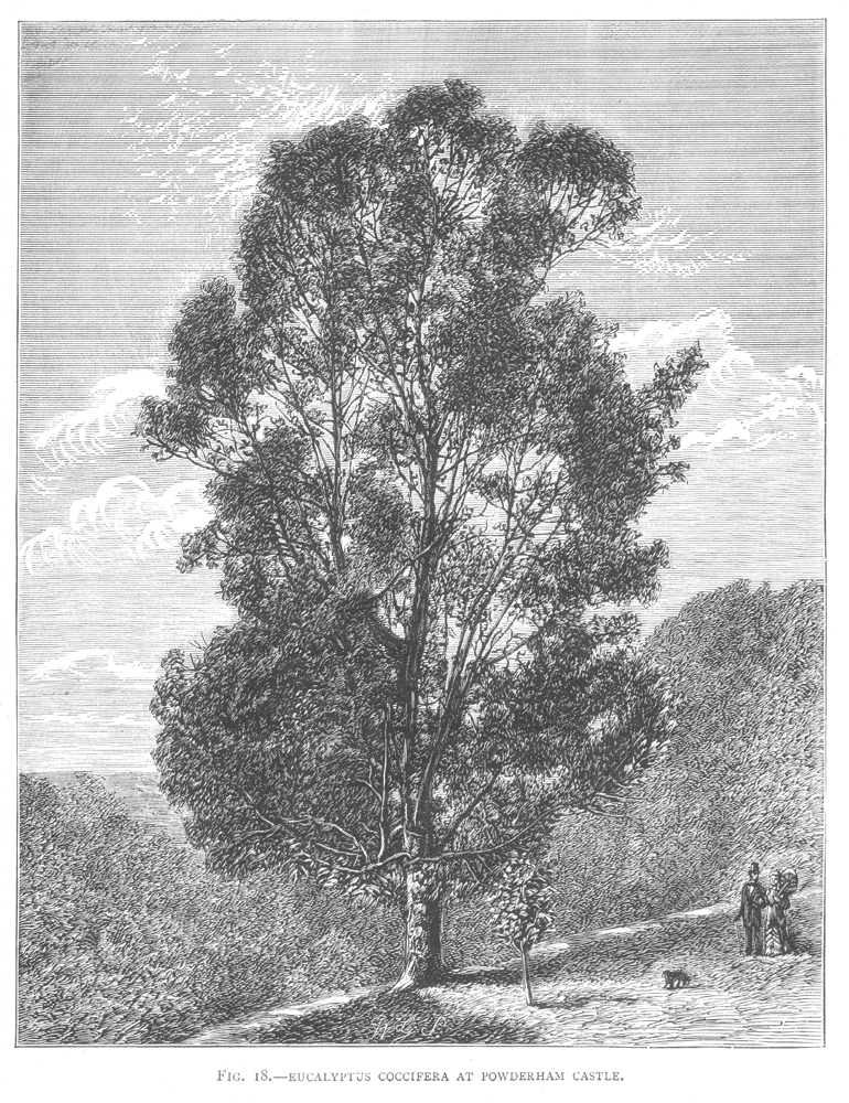 Myrtaceae Eucalyptus coccifera