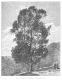 image of Eucalyptus coccifera