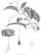 image of Hibiscus schizopetalus