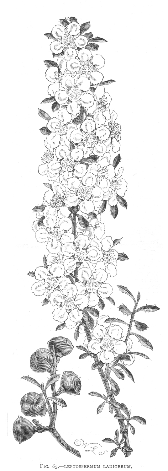 Myrtaceae Leptospermum lanigerum