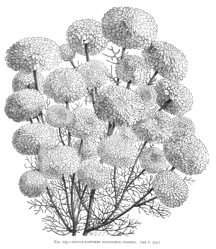 Asteraceae Matricaria inodora