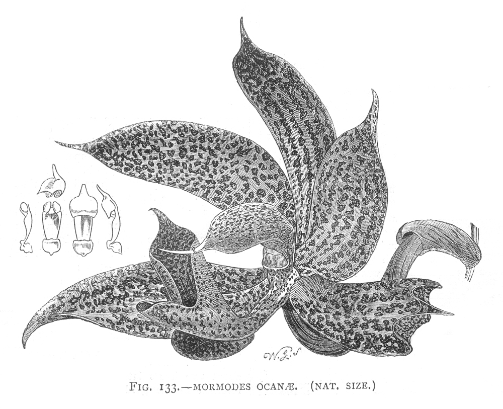 Orchidaceae Mormodes oconae