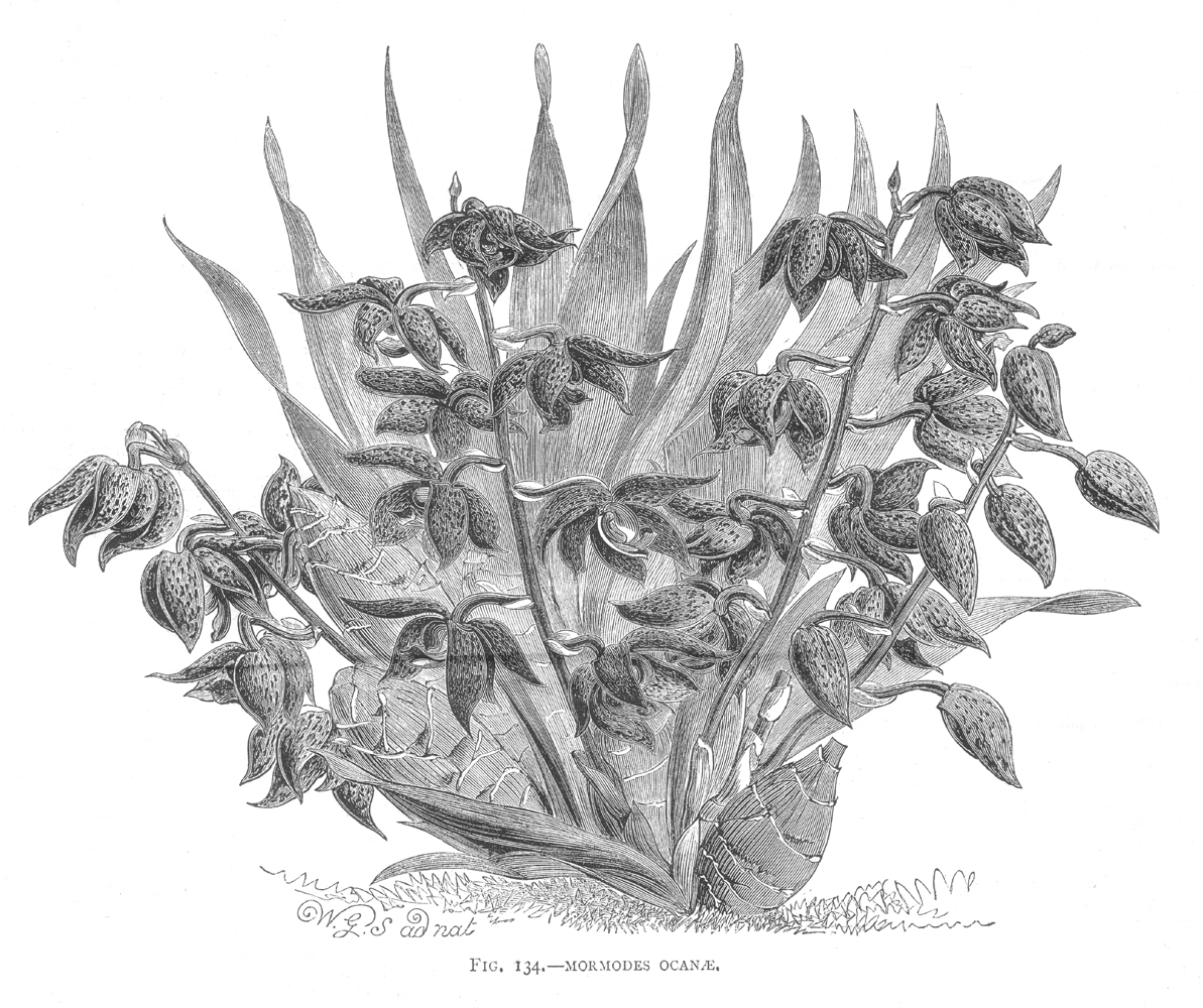 Orchidaceae Mormodes ocanae