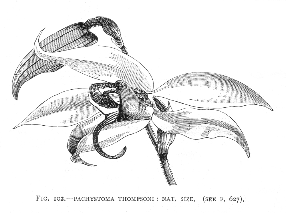 Orchidaceae Pachystoma thompsoni