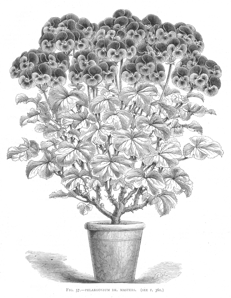 Geraniaceae Pelargonium sp