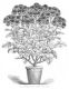 image of Pelargonium sp