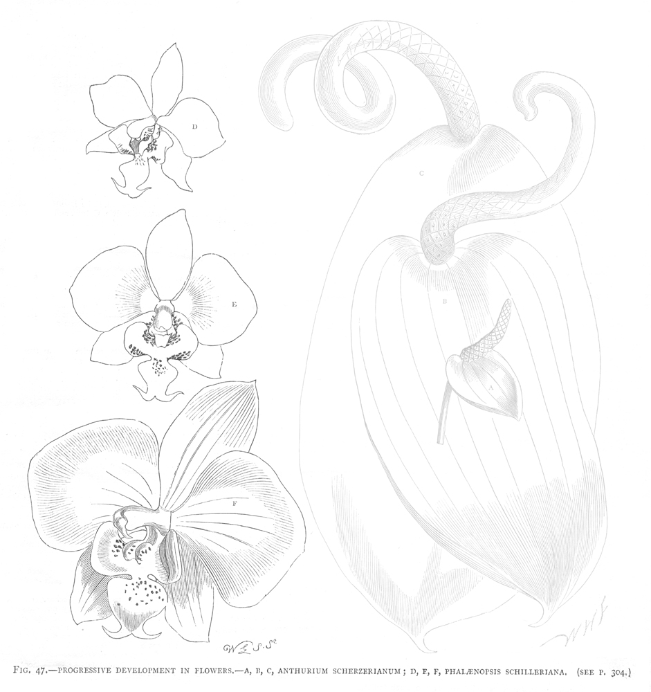 Orchidaceae Phalaenopsis schilleriana