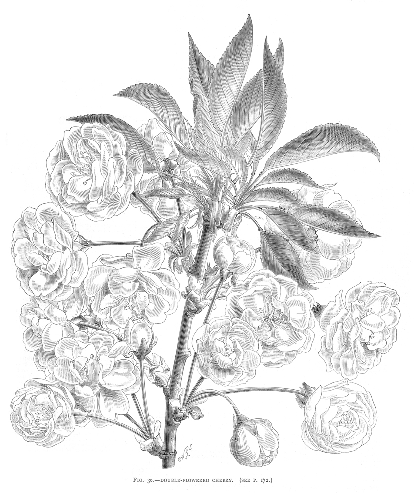 Rosaceae Prunus sp.