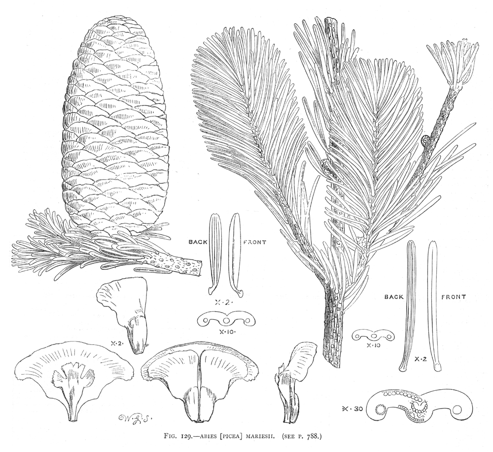 Pinaceae Abies mariesii