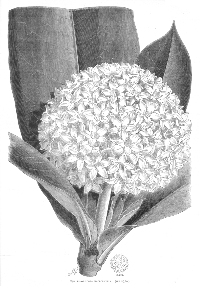 Rubiaceae Rudgea macrophylla