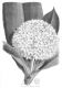 image of Rudgea macrophylla