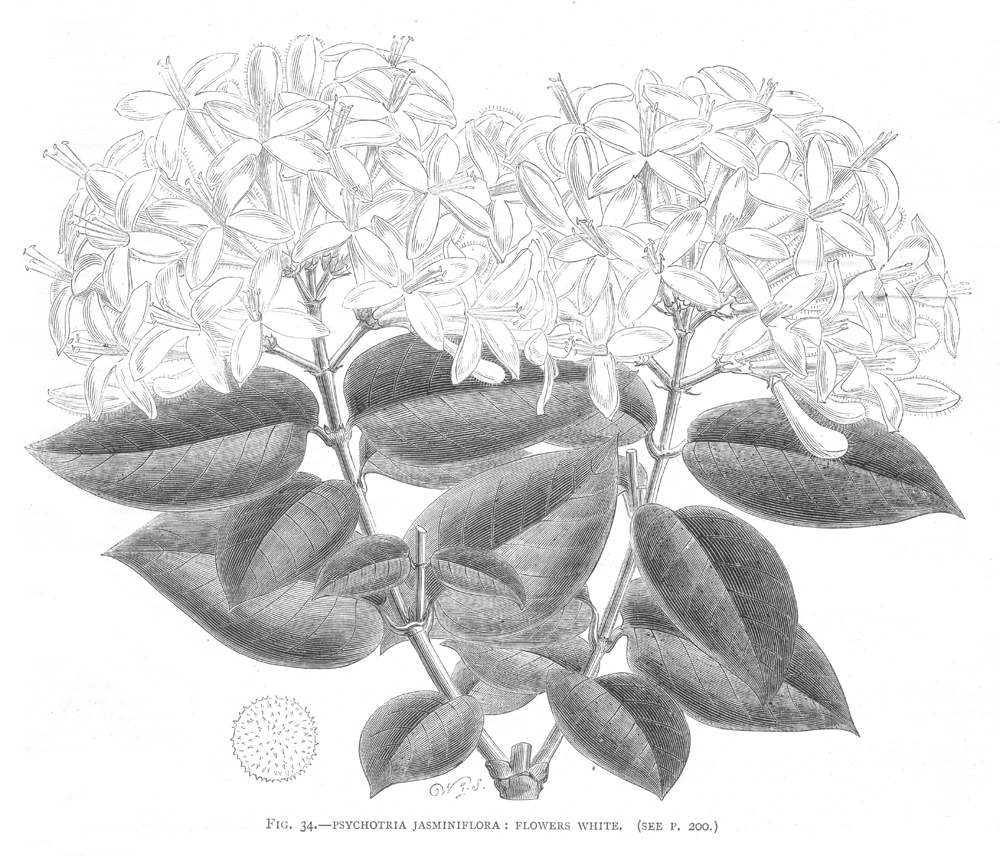 Rubiaceae Rudgea parquioides