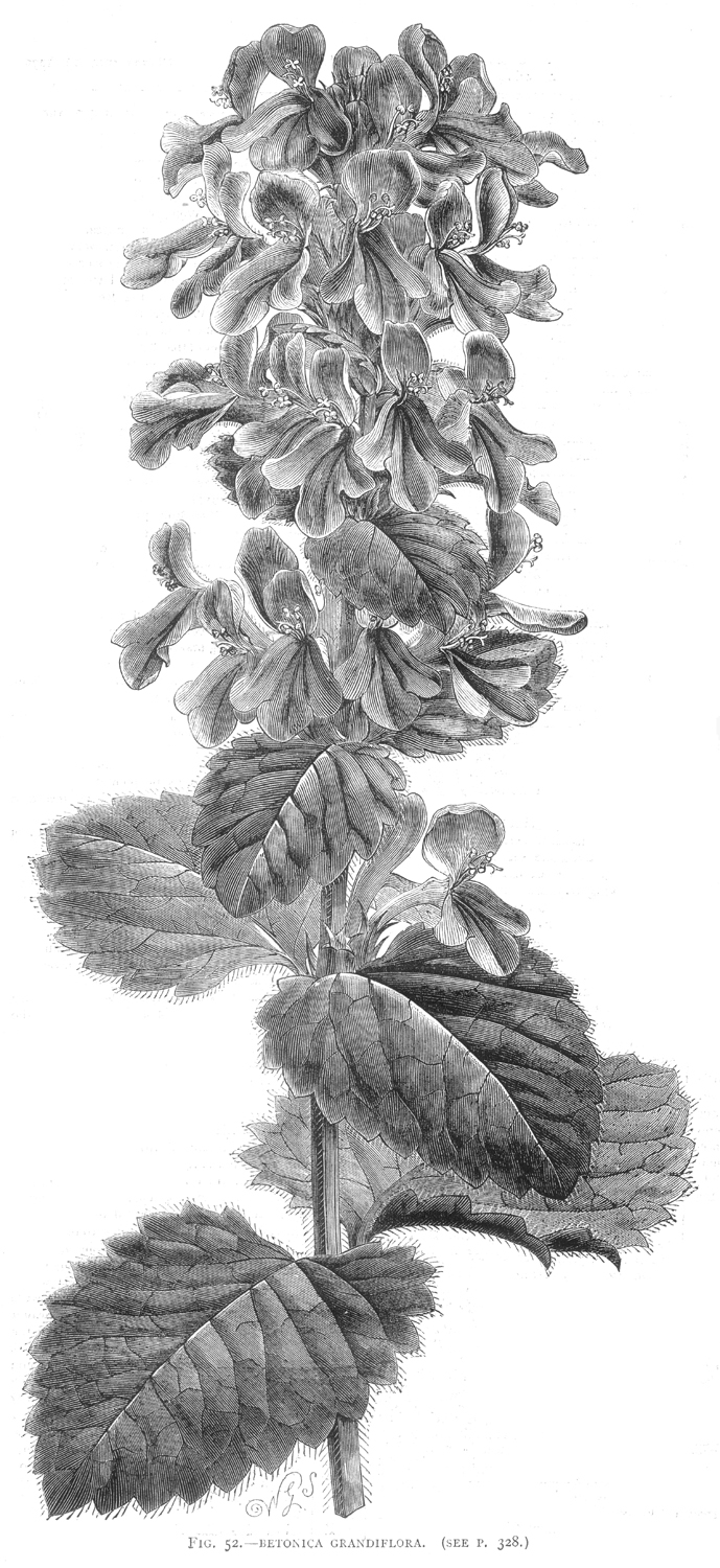 Lamiaceae Stachys macrantha