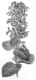 image of Stachys macrantha