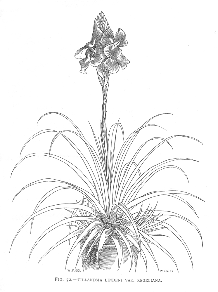 Bromeliaceae Tillandsia cyanea