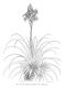 image of Tillandsia cyanea