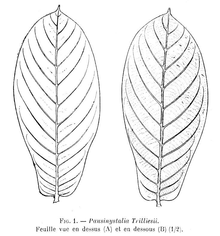 Rubiaceae Pausinystalia johimbe