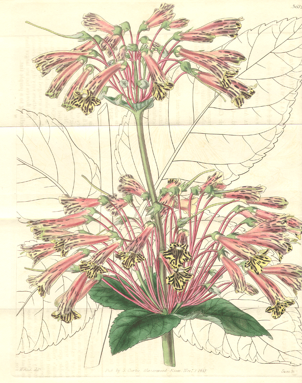 Gesneriaceae Gesneria douglasii