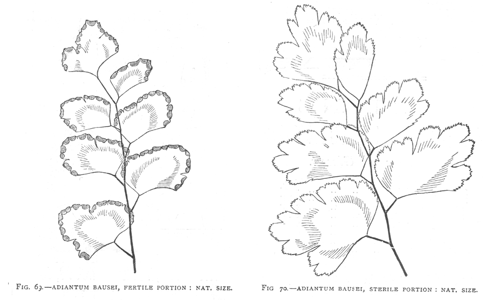 Pteridaceae Adiantum bausei