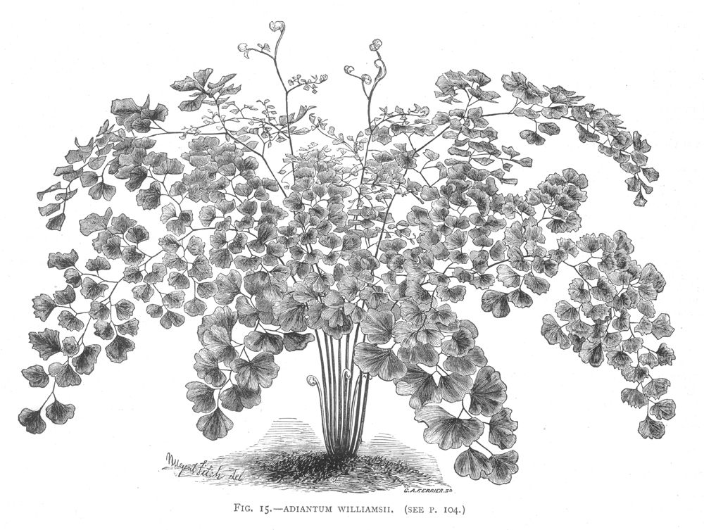 Pteridaceae Adiantum chilense