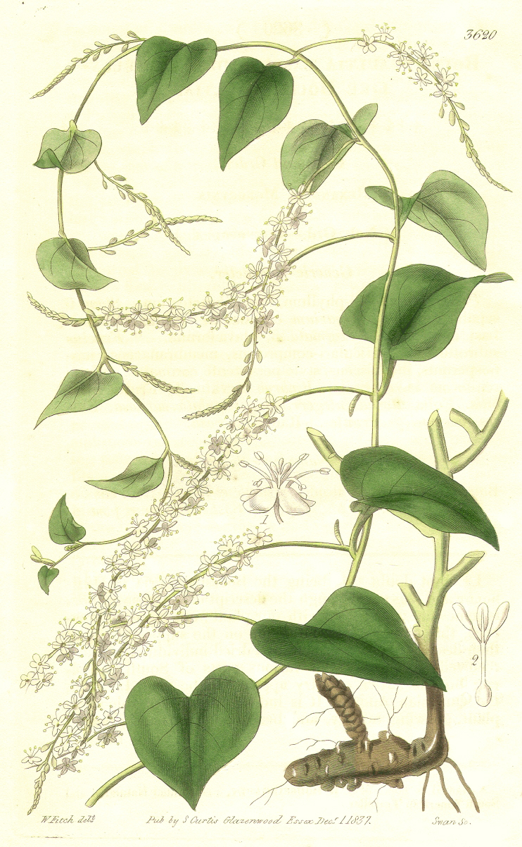 Basellaceae Anredera baselloides