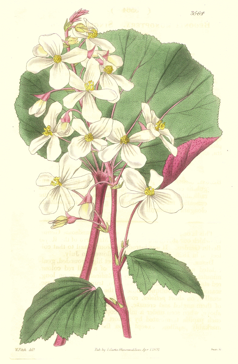 Begoniaceae Begonia balmisiana