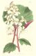 image of Begonia balmisiana