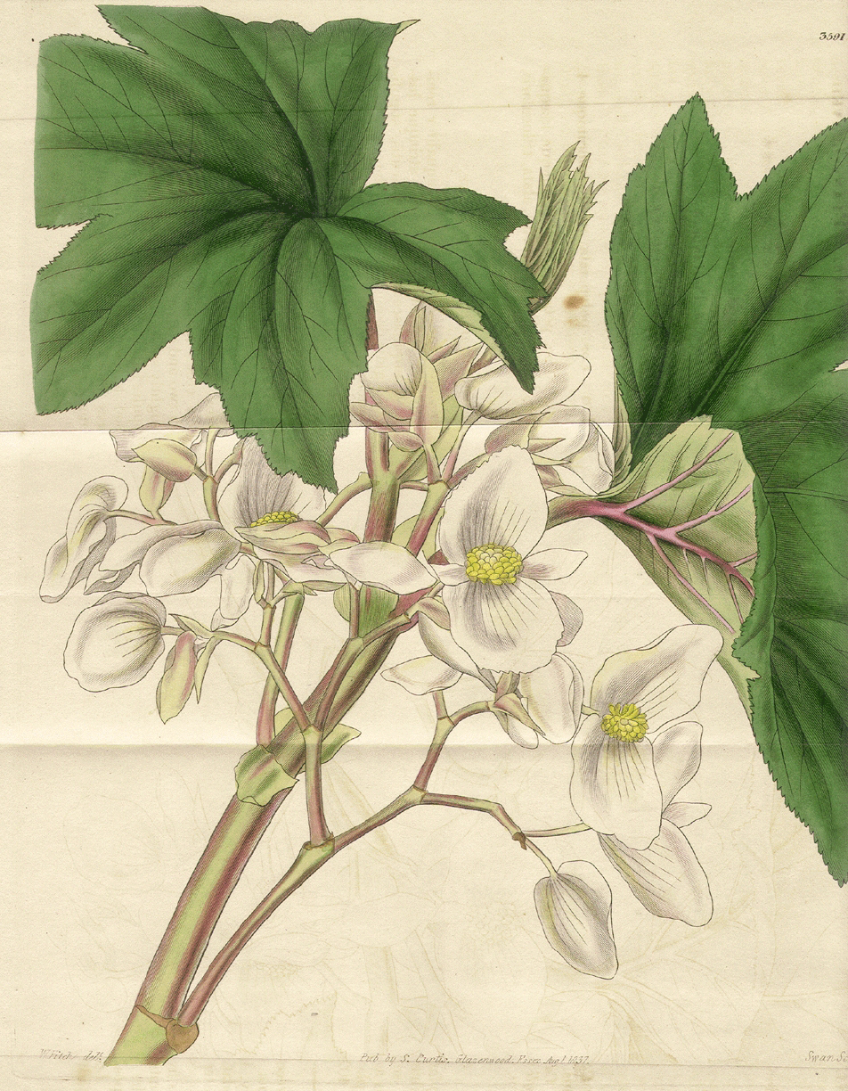 Begoniaceae Begonia platanifolia