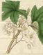 image of Begonia platanifolia