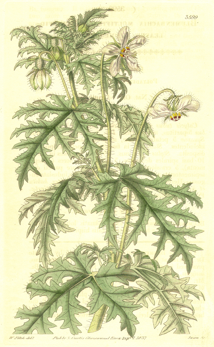 Loasaceae Blumenbachia insignis