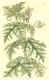 image of Blumenbachia insignis