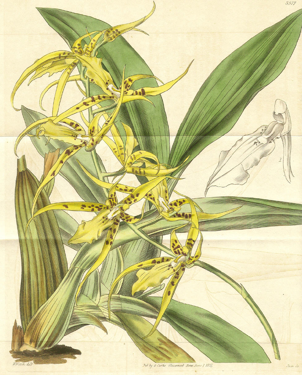 Orchidaceae Brassia lanceana