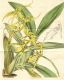image of Brassia lanceana