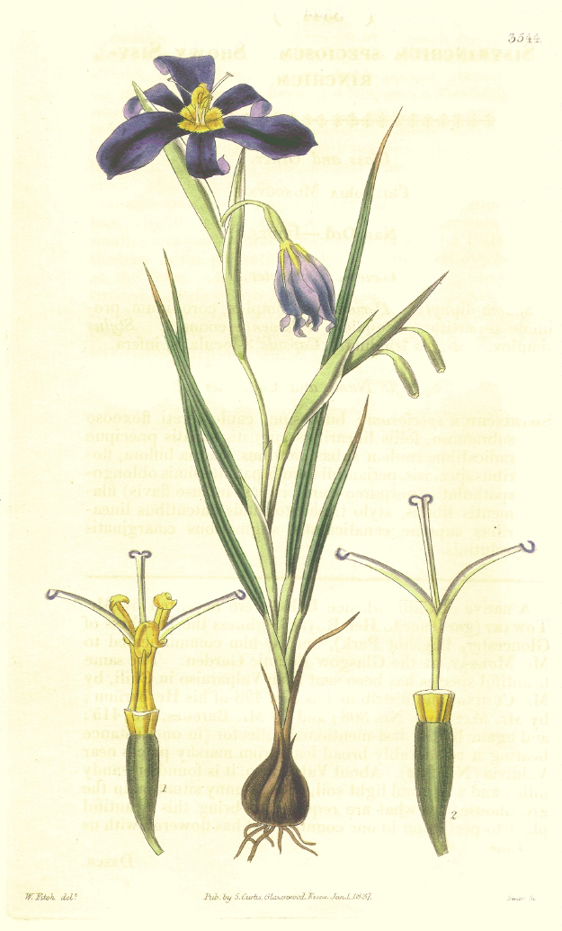 Iridaceae Calydorea xyphioides