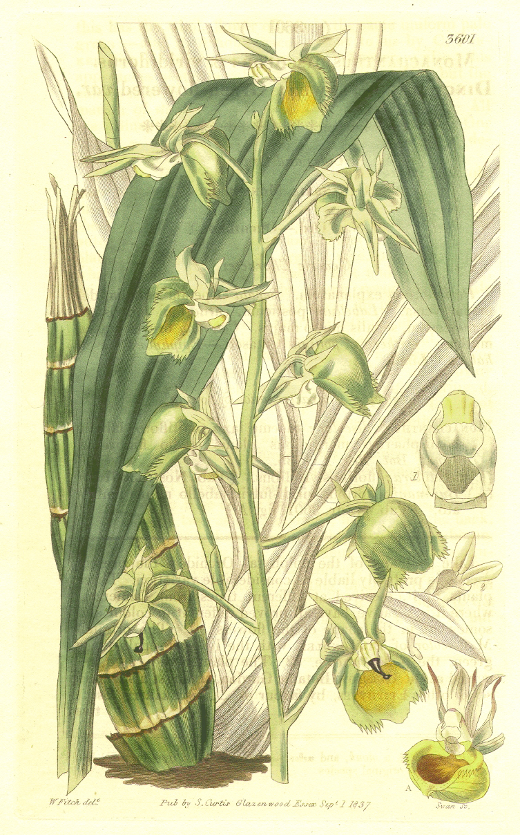 Orchidaceae Catasetum discolor
