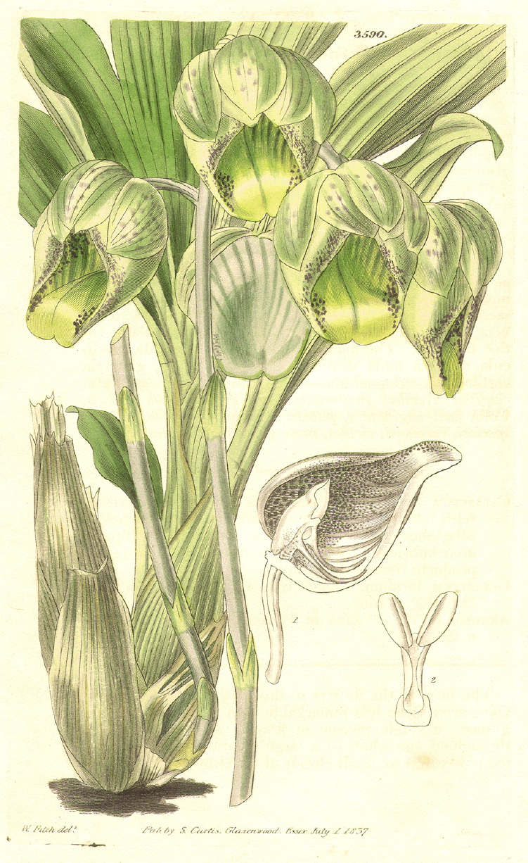 Orchidaceae Catasetum luridum