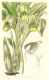 image of Catasetum luridum