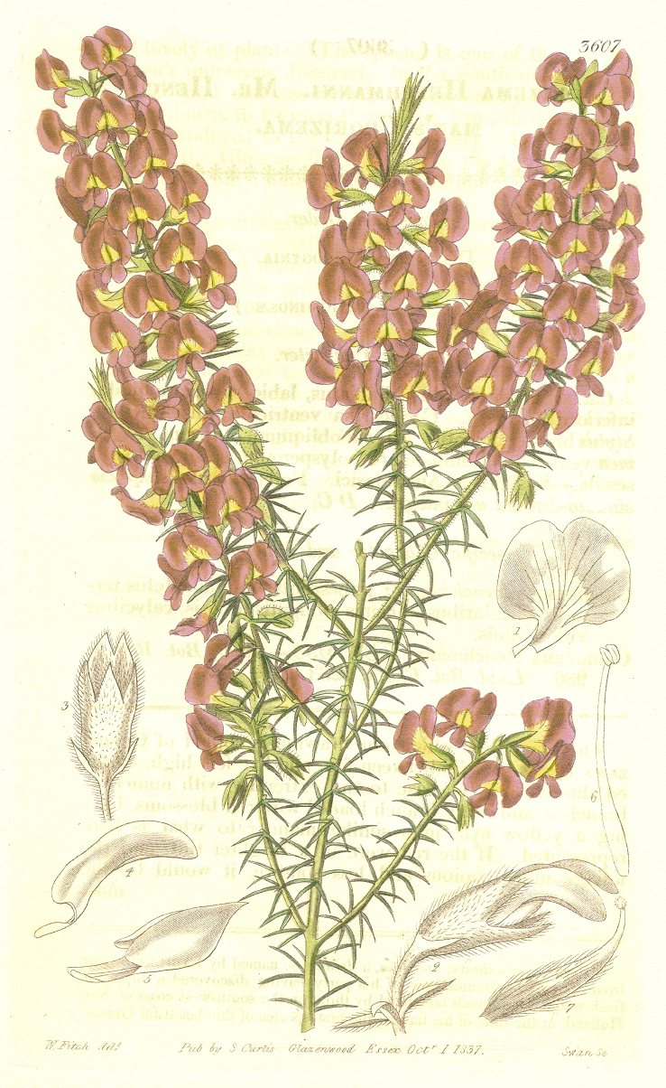 Fabaceae Chorizema henchmannii