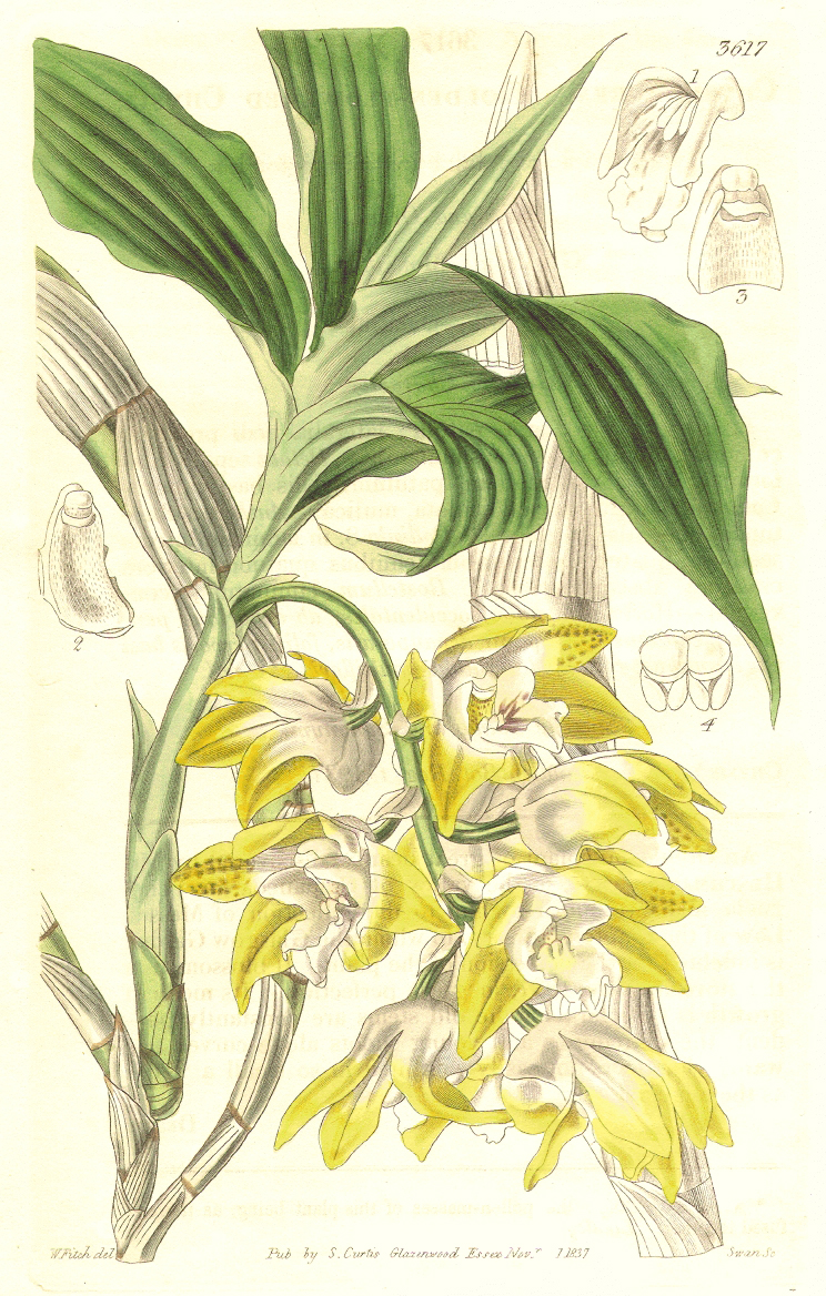 Orchidaceae Chysis aurea
