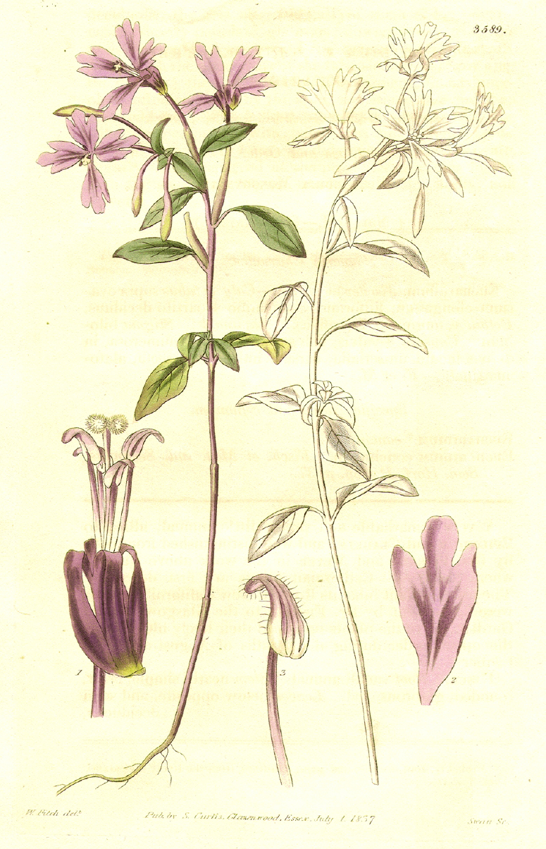 Onagraceae Clarkia concinna
