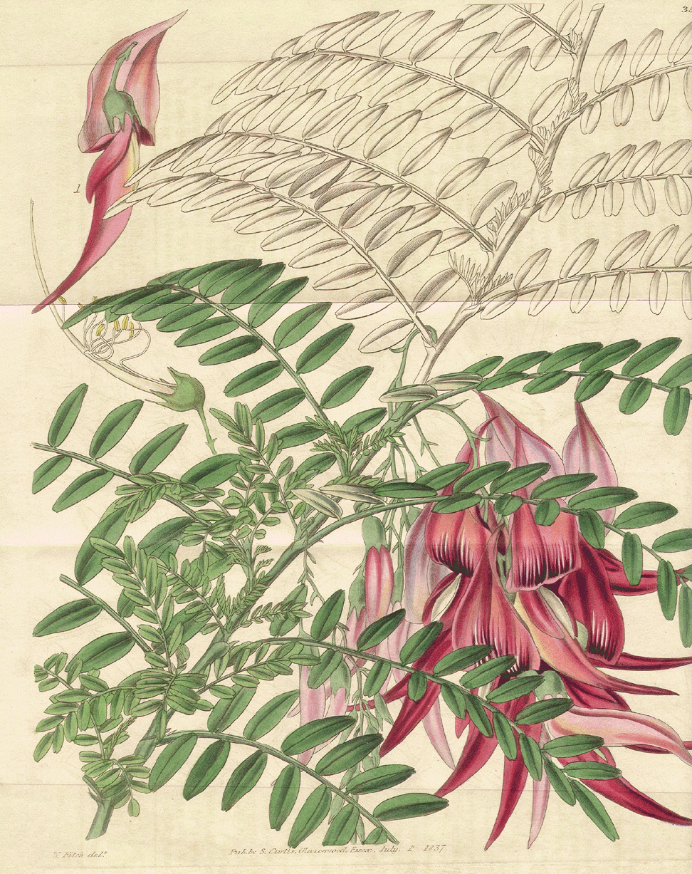 Fabaceae Clianthus puniceus