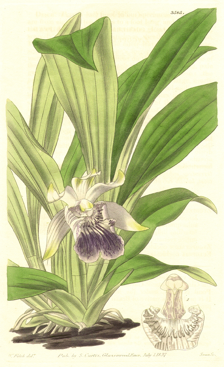 Orchidaceae Cochleanthes flabelliformis