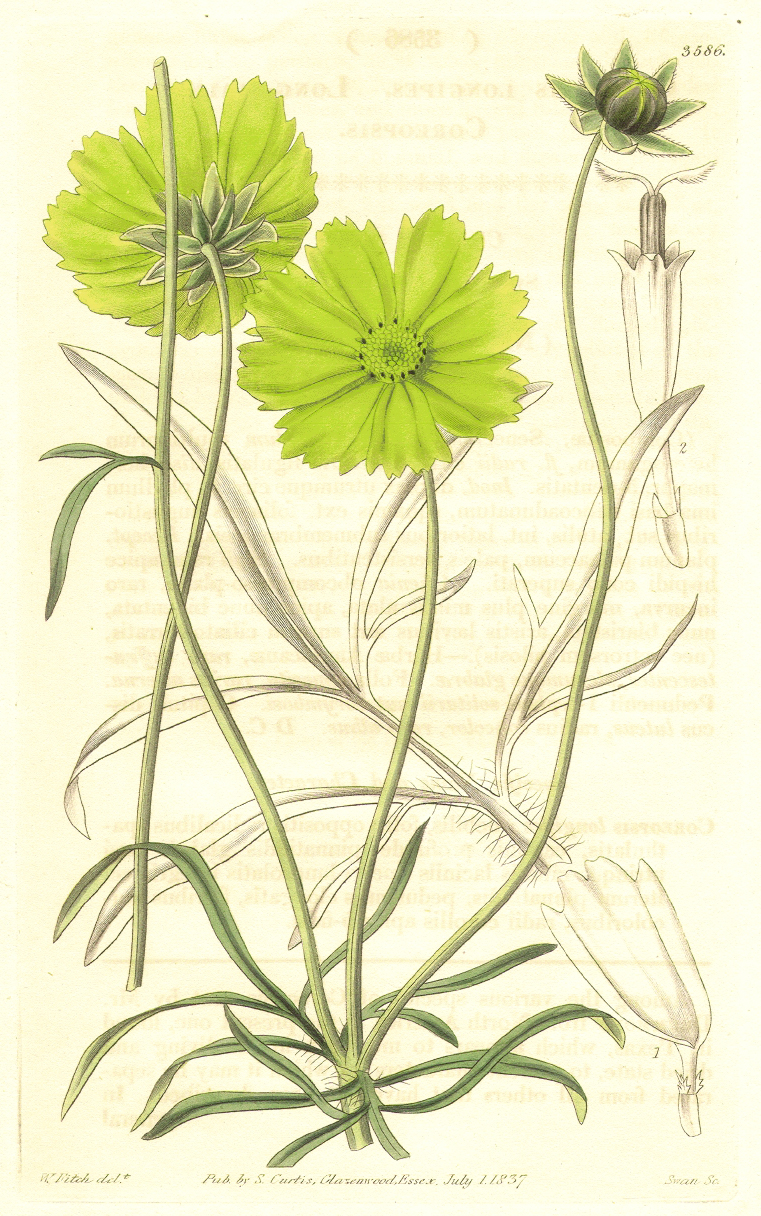 Asteraceae Coreopsis grandiflora
