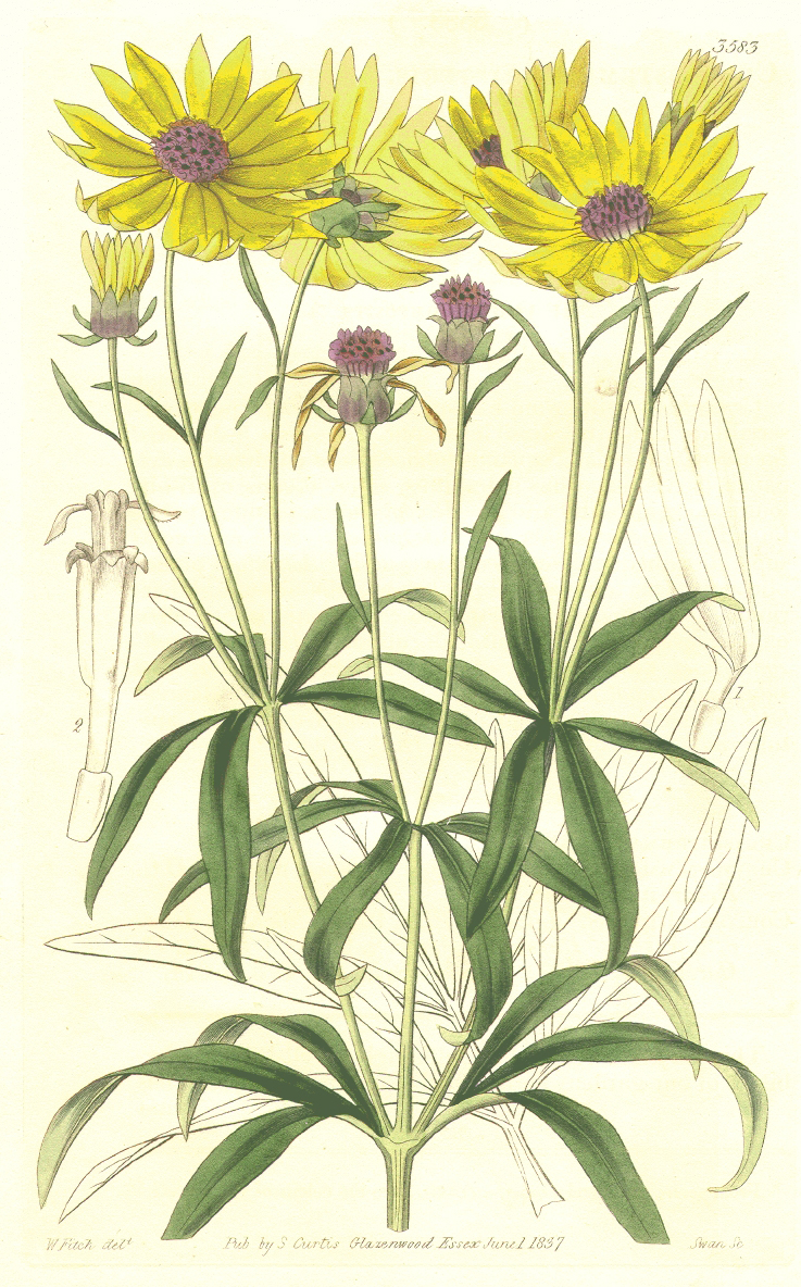 Asteraceae Coreopsis tripteris