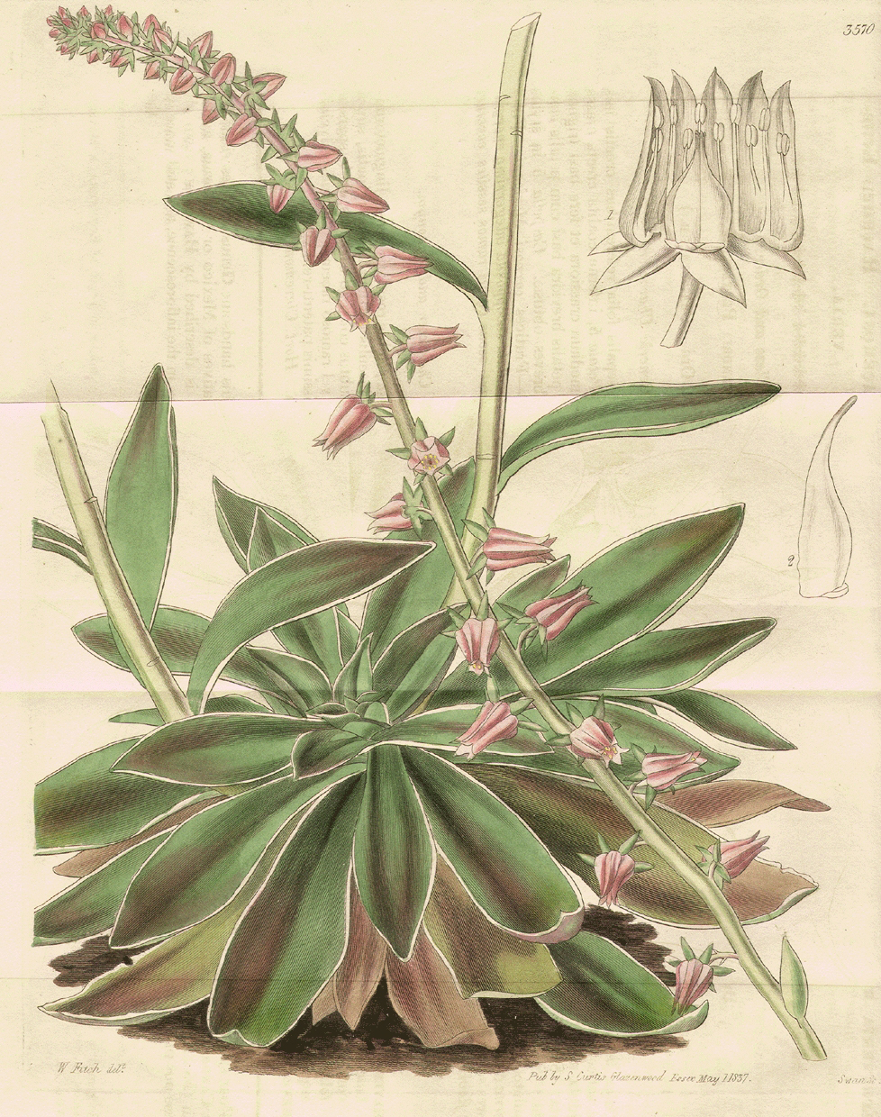 Crassulaceae Echeveria racemosa